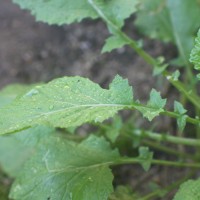 Brassica juncea (L.) Czern.